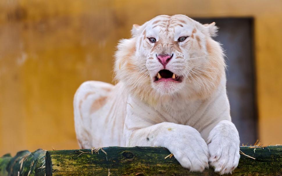 Angry White Tiger Wallpaper,angry White Tiger Hd Wallpaper,white - White Angry Tiger - HD Wallpaper 
