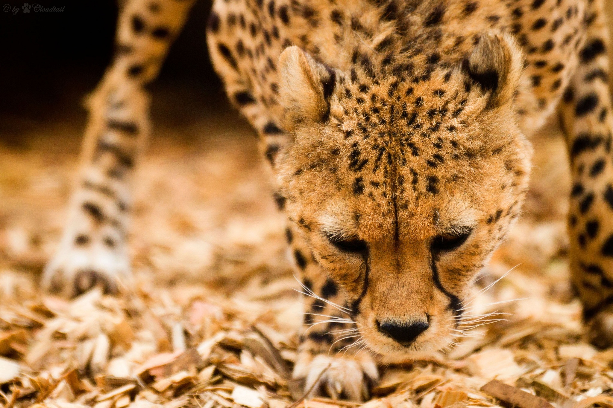 Cheetah Computer Wallpapers, Desktop Backgrounds - Wallpaper - HD Wallpaper 