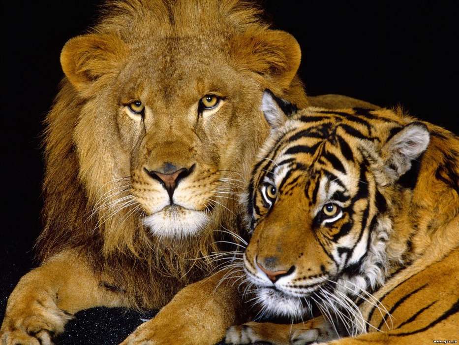 Download Mobile Wallpaper Animals, Lions, Tigers For - Lion And Tiger Hd - HD Wallpaper 