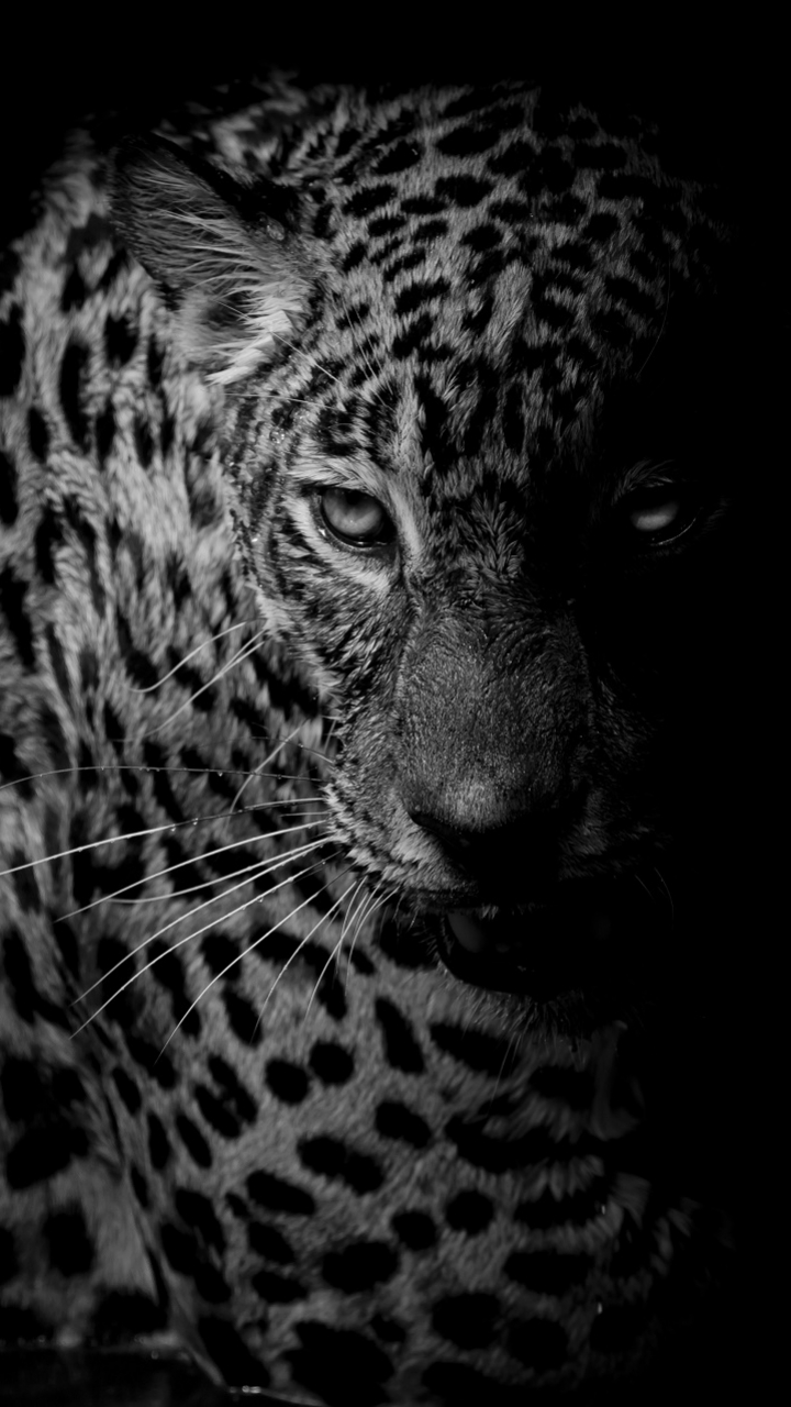Panter Met Blauwe Ogen - HD Wallpaper 