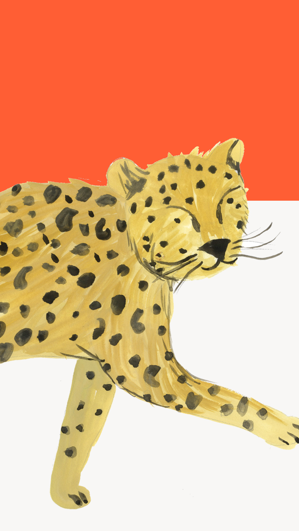 Painted Leopard - Leopard With Birthday Hat - HD Wallpaper 