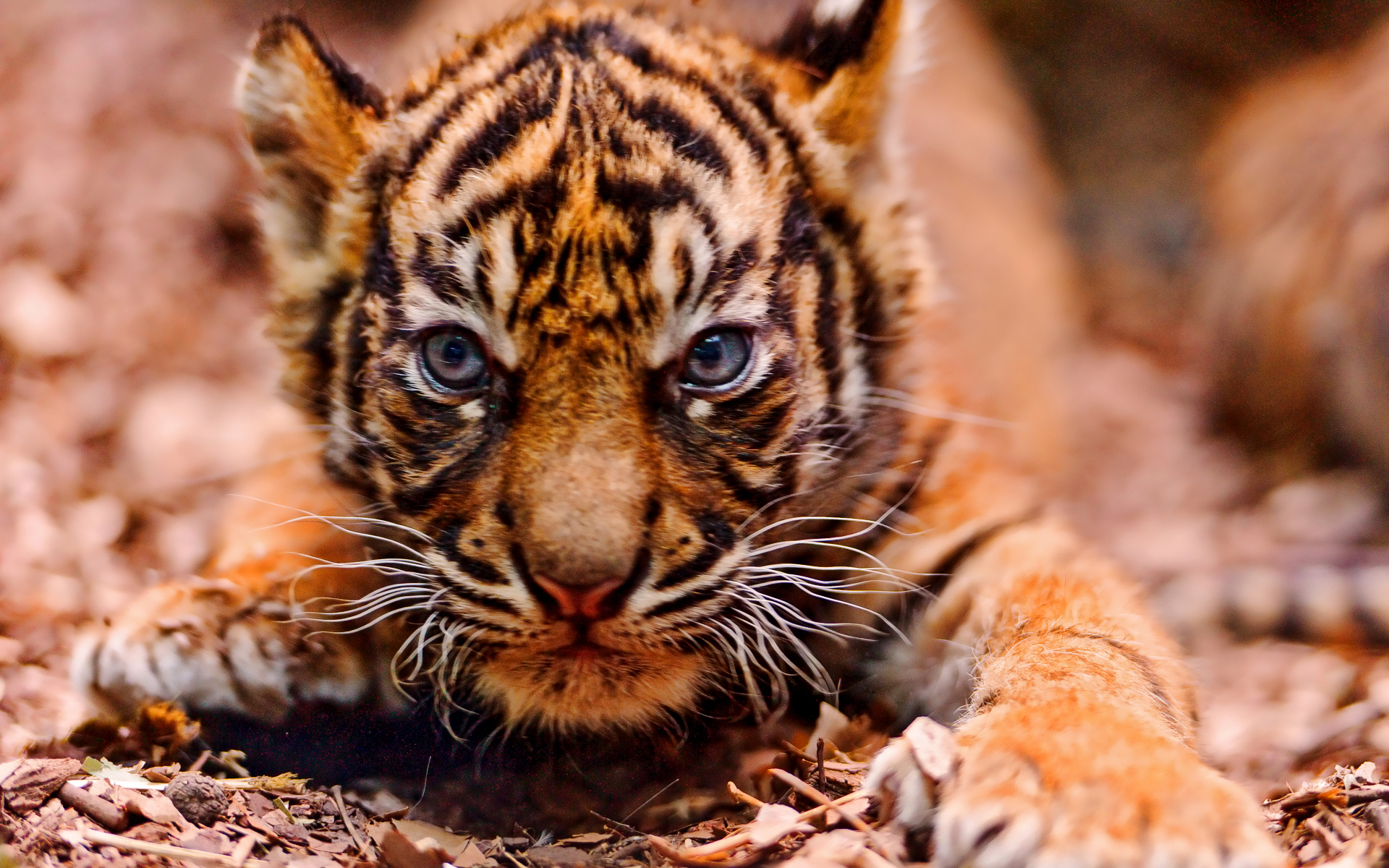 Baby Tiger Wallpaper - HD Wallpaper 