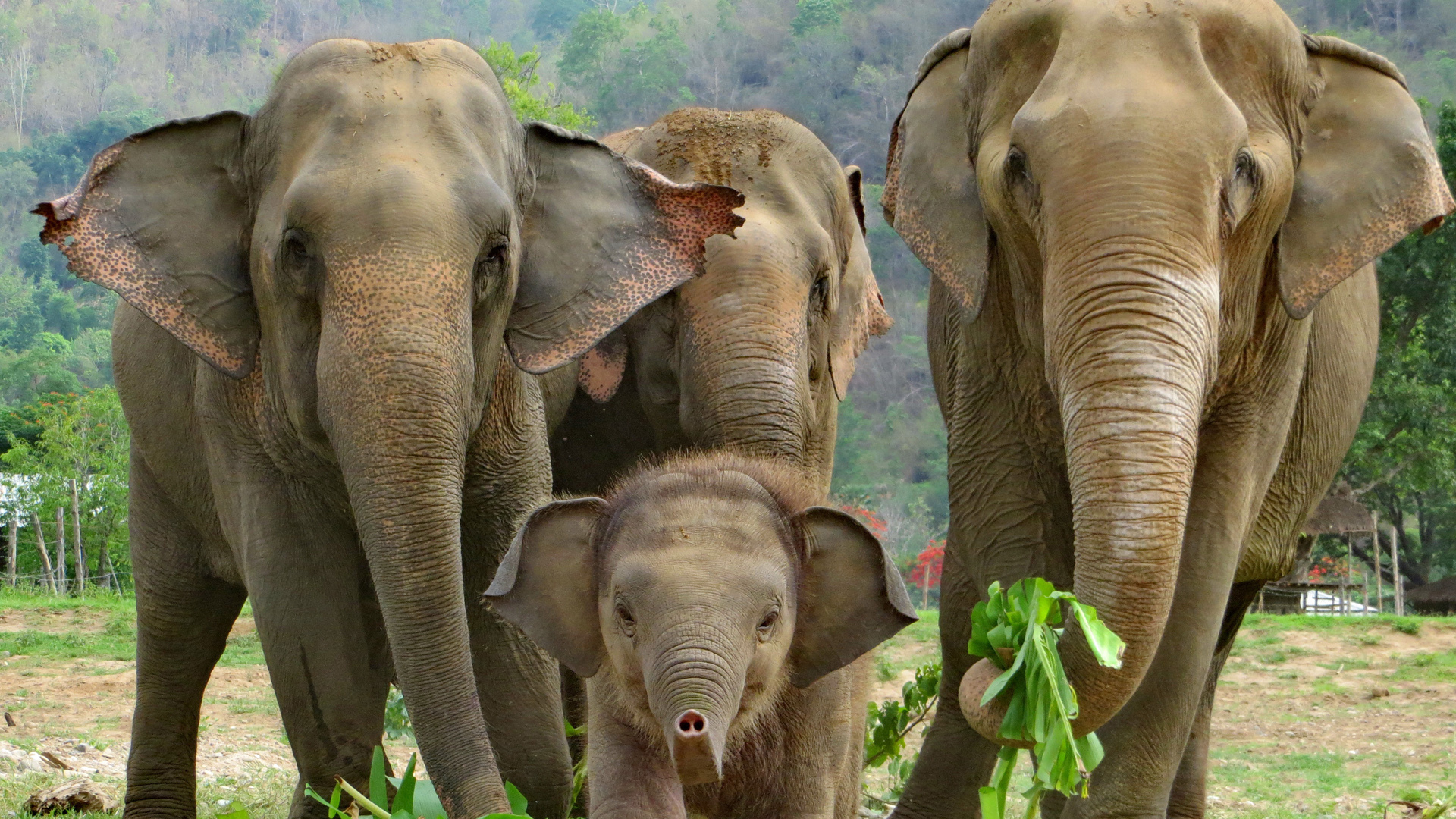 Asian Elephant Baby With Herd - HD Wallpaper 