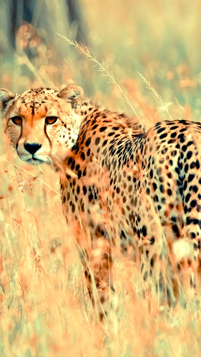 Hd Cheetah Wallpapers For Iphone Cheetah Hd Wallpaper Iphone 640x1136 Wallpaper Teahub Io