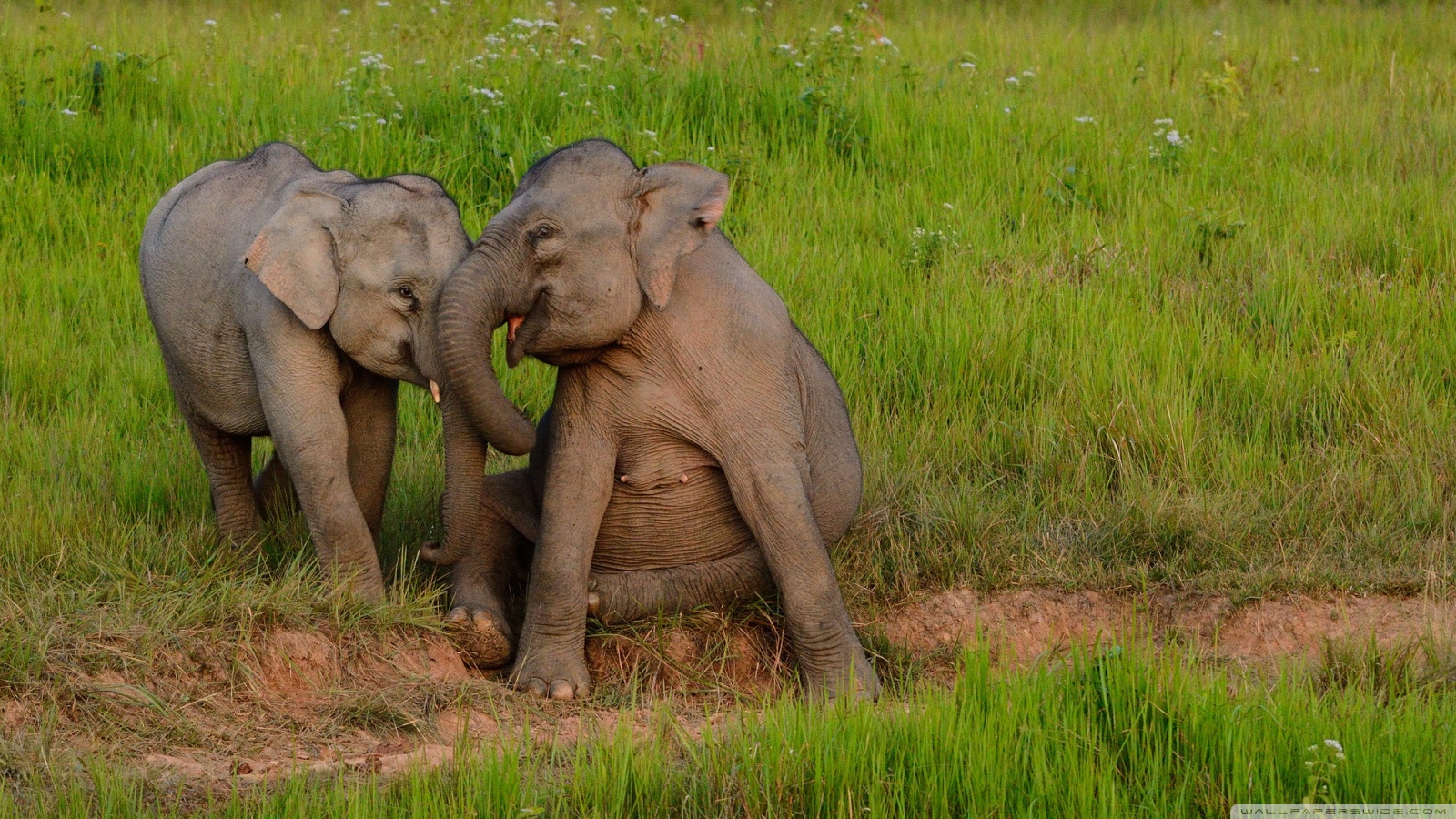 Unique Animal In Thailand - HD Wallpaper 