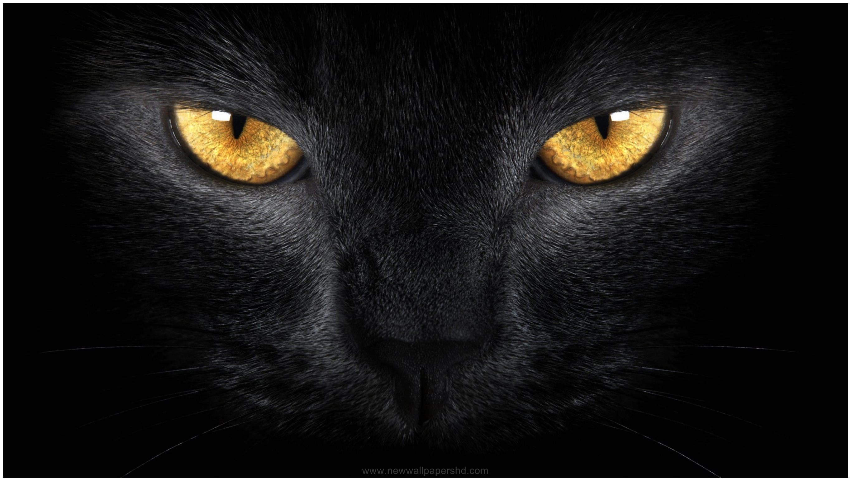 Image For Black Cat Face And Eyes Hd Wallpaper - Black Cheetah Hd -  2732x1544 Wallpaper 