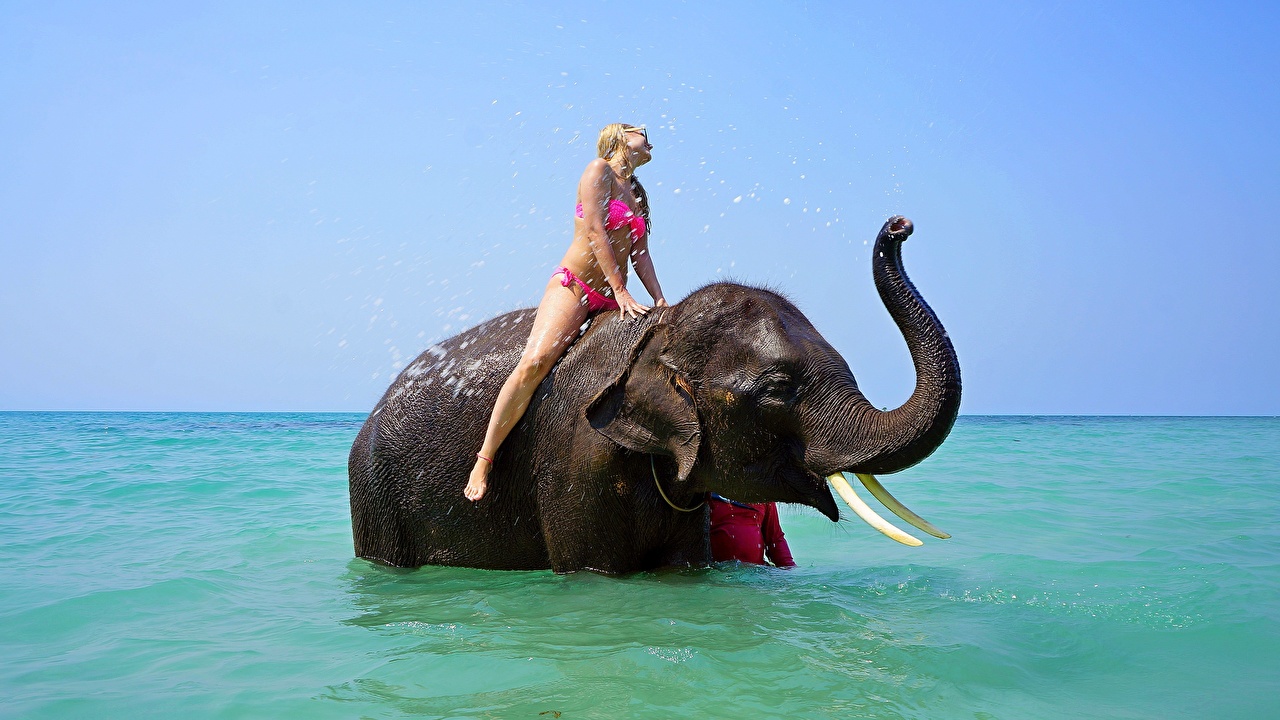Riding Elephants In Water - HD Wallpaper 