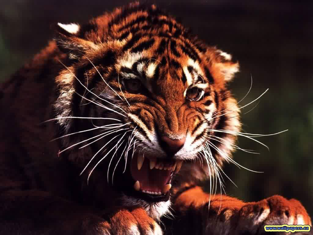 Animated Tiger Wallpaper - Tiger Angry - HD Wallpaper 