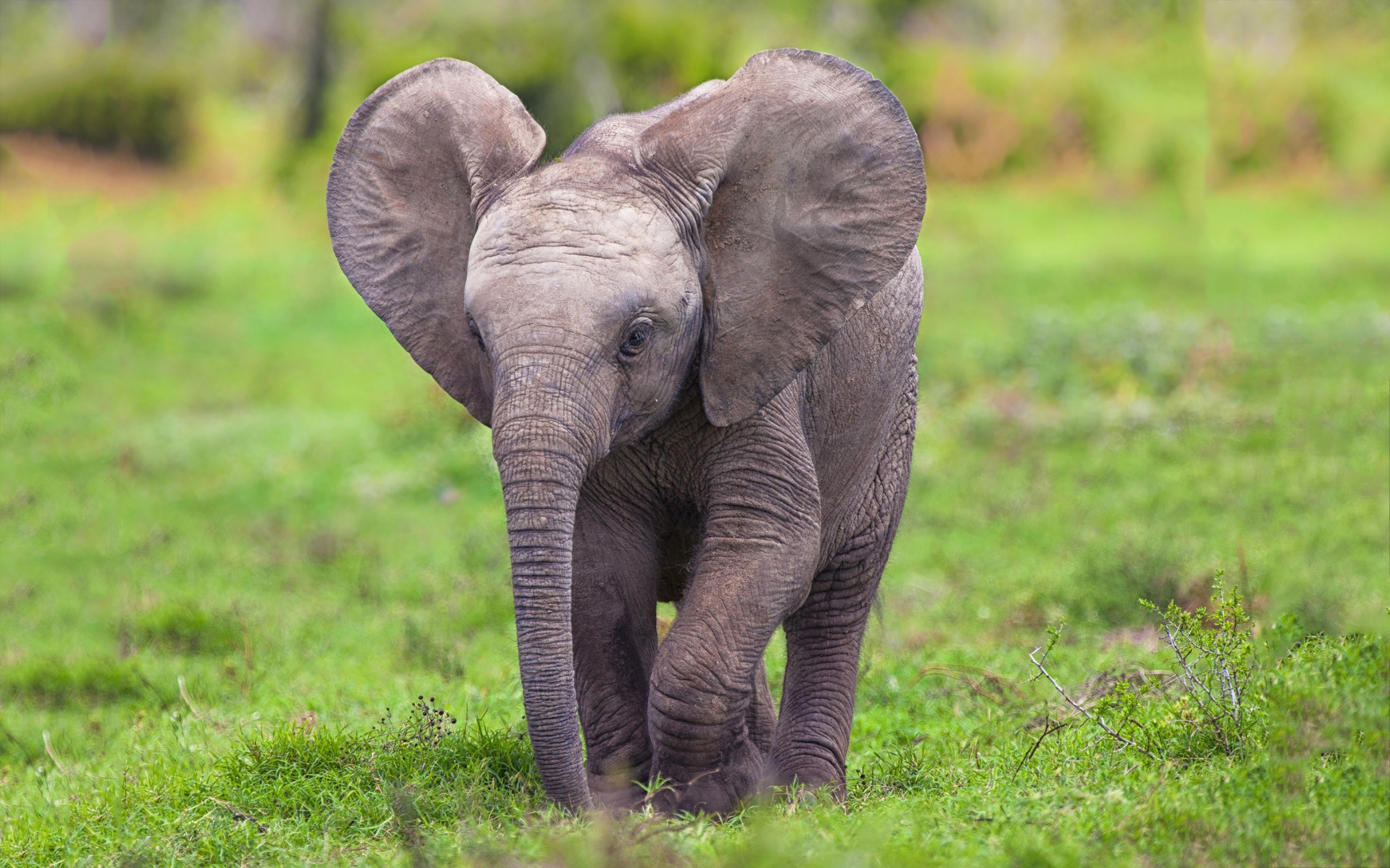 Baby Elephant - HD Wallpaper 