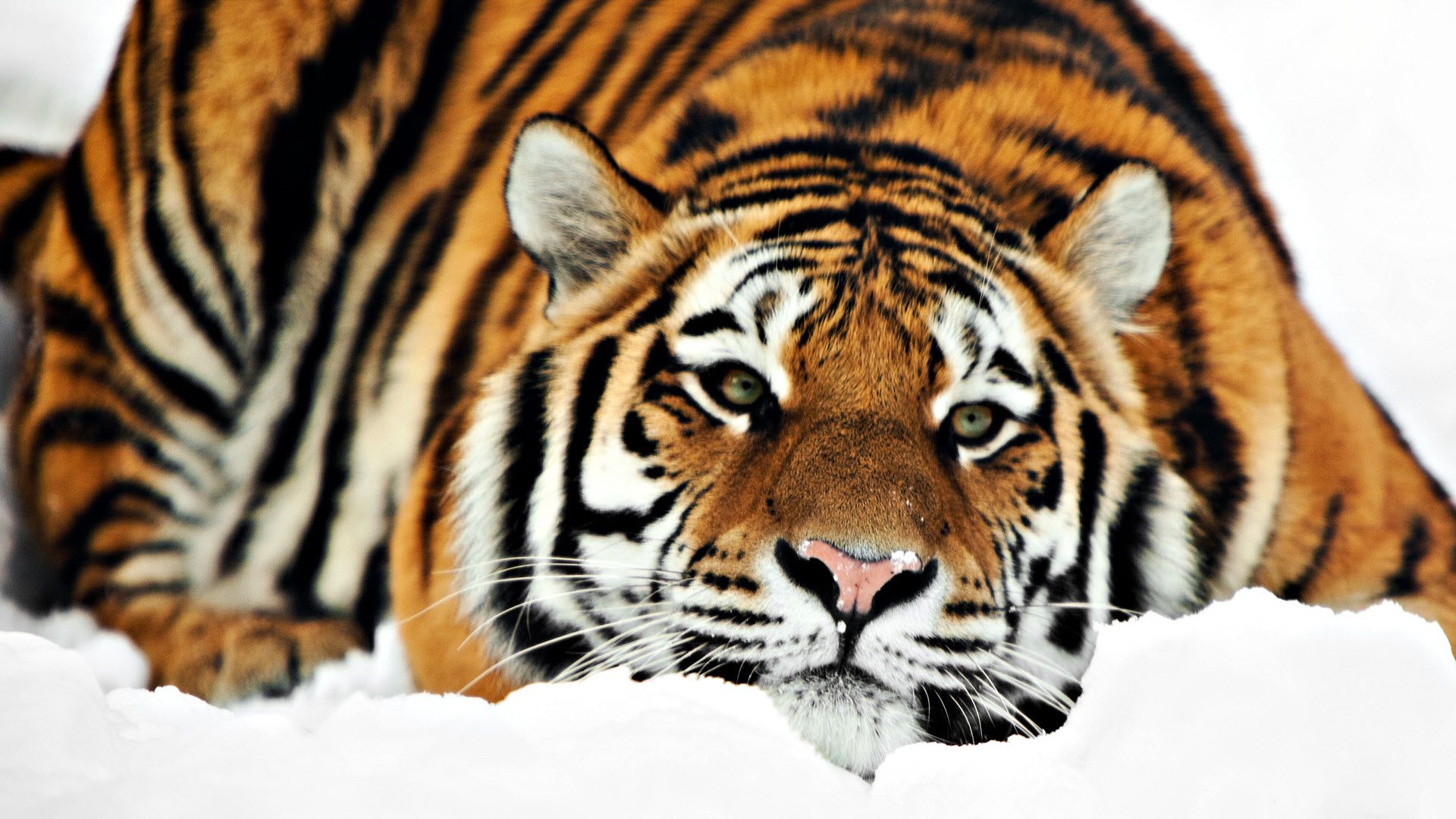 Tiger Wallpaper Mobile - Siberian Tiger Hd - HD Wallpaper 