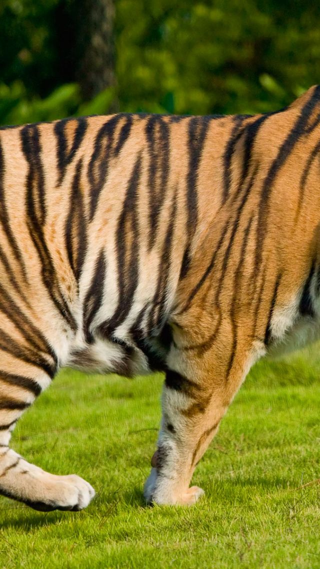 Widescreen Tiger - Tiger Cubs - HD Wallpaper 