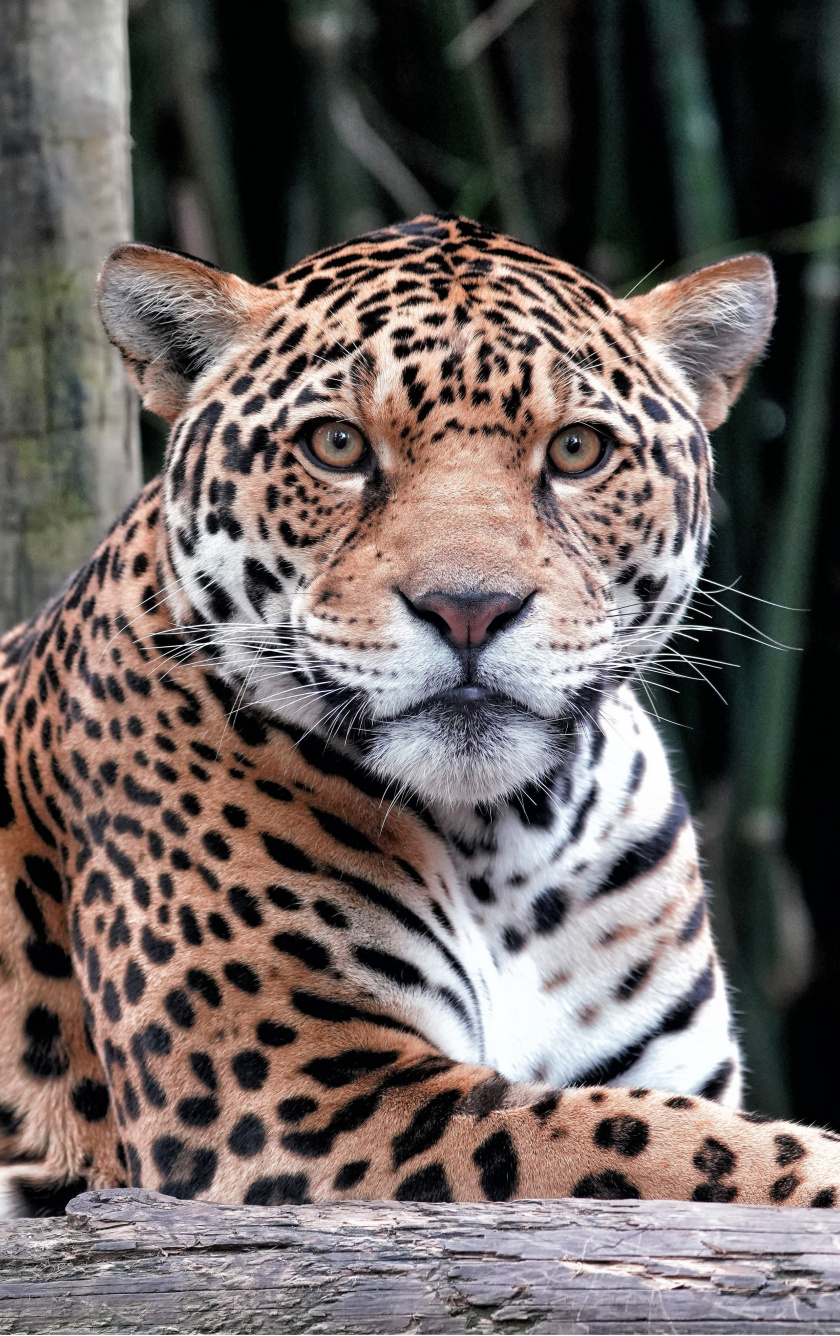 Wildlife, Curious, Leopard, Wallpaper - Jaguar - HD Wallpaper 