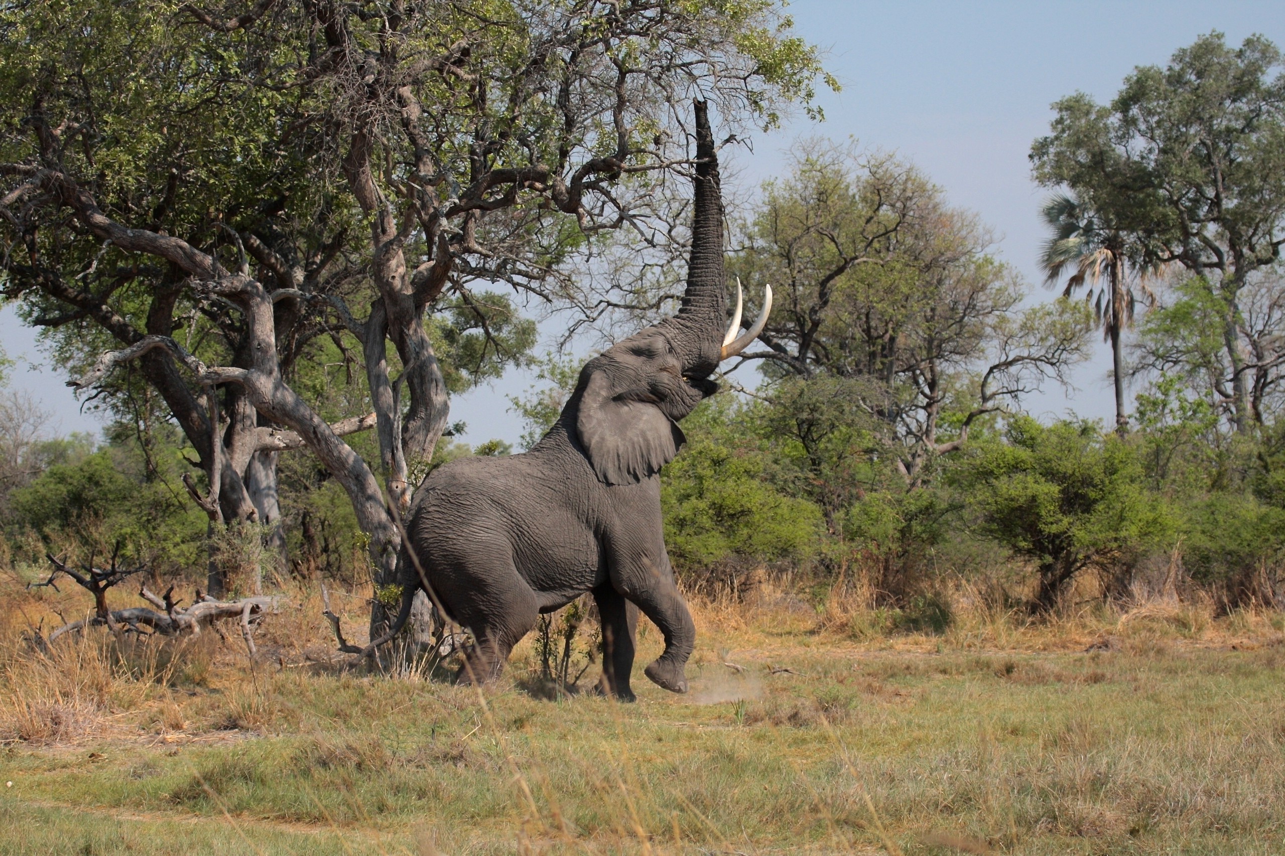 Elephants Background Hd - HD Wallpaper 