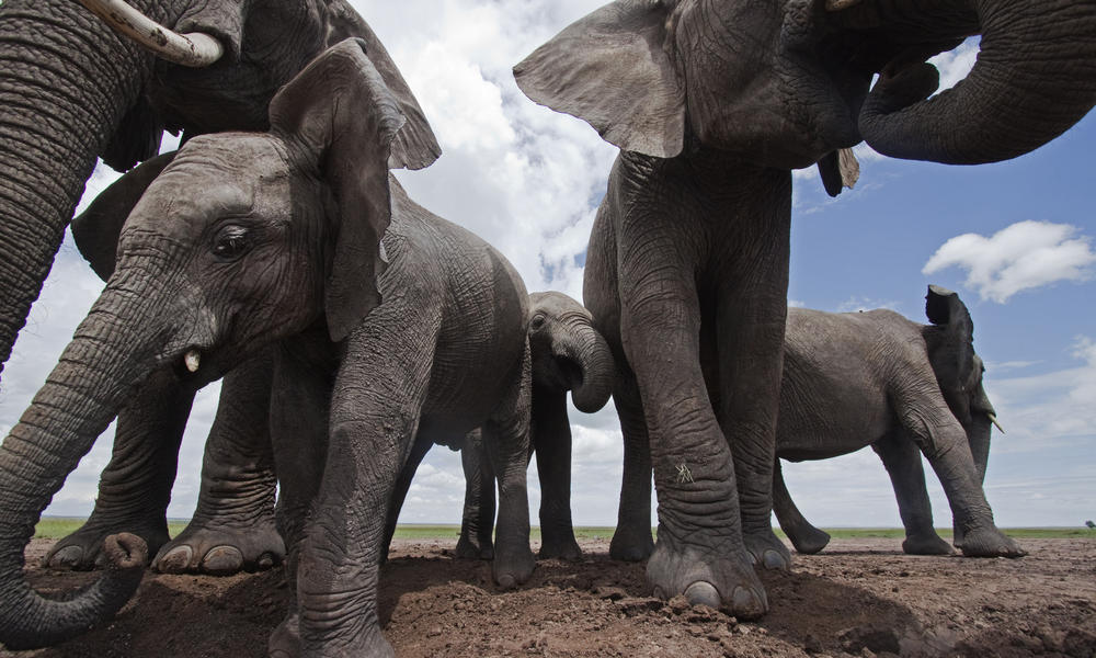 Elephant Hd Wallpapers, Desktop Wallpaper - Equipement Socioculturel En Côte D Ivoire - HD Wallpaper 