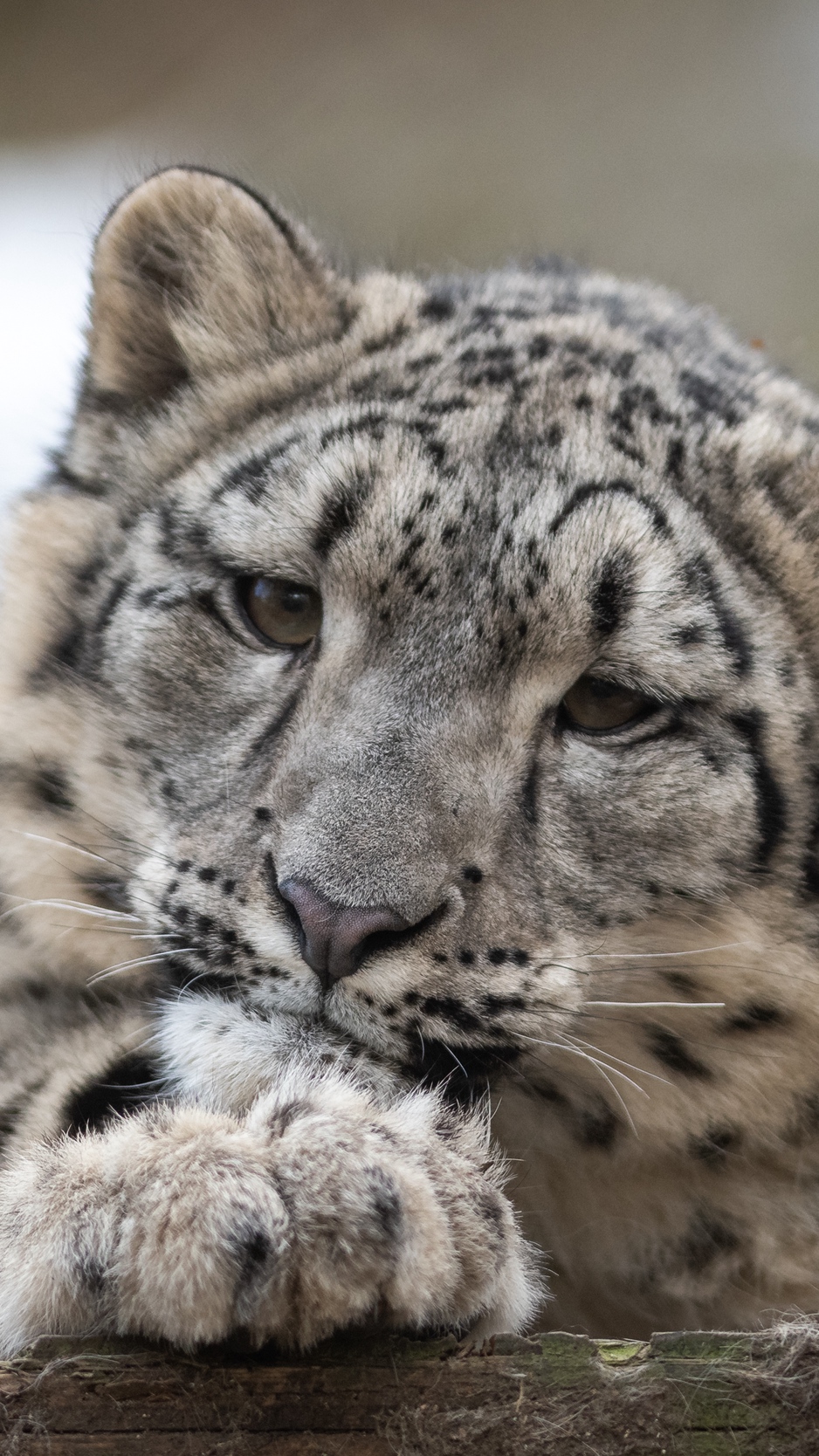 Wallpaper Snow Leopard, Leopard, Cub, Predator, Spotted, - 4k Wallpaper Snow Leopard - HD Wallpaper 