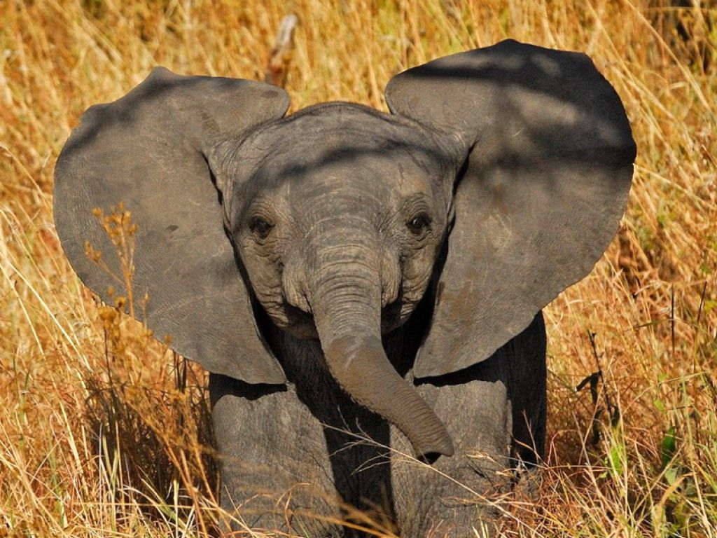 Elephant Desktop Backgrounds Wallpaper - Desktop Backgrounds Baby Elephant - 1024x768 Wallpaper Elephant Desktop Backgrounds Wallpaper - Desktop Backgrounds Baby Elephant - 1024x768 Wallpaper