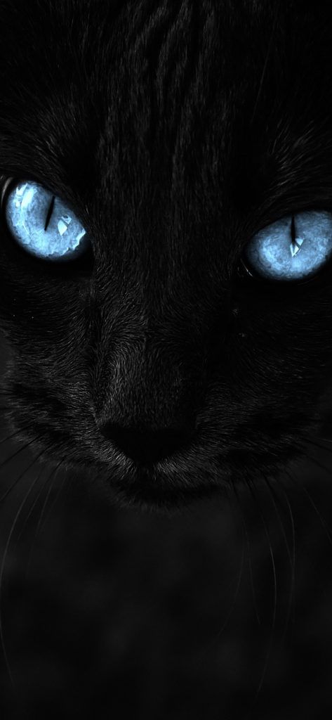 Black Hair Blue Eyes Cat - HD Wallpaper 