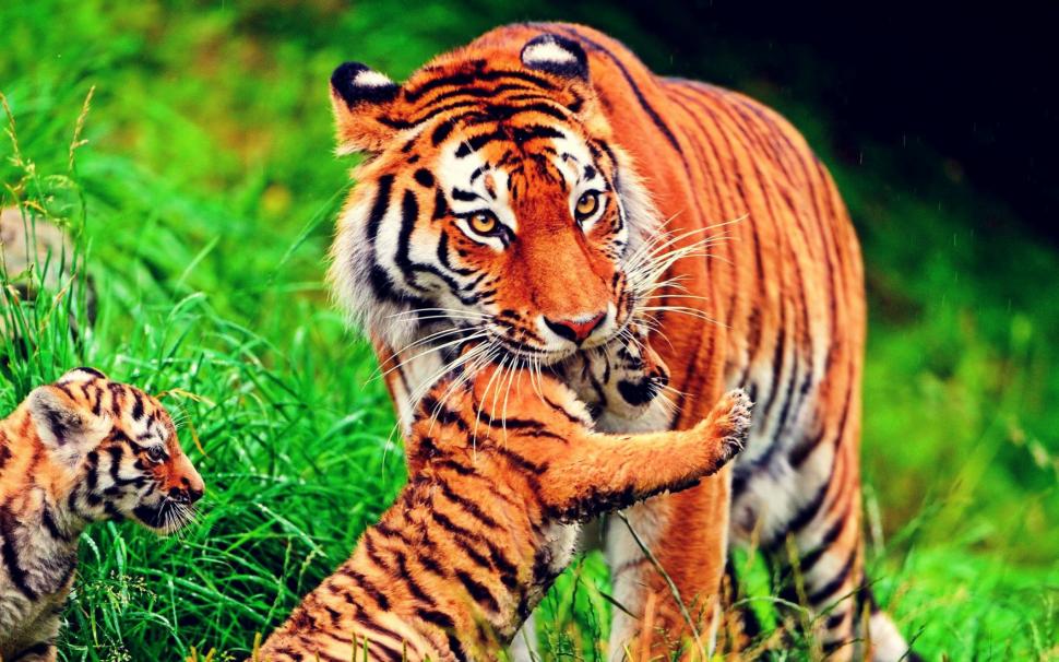 Hd Tiger Wallpaper,tiger Hd Wallpaper,1920x1080 Hd - HD Wallpaper 