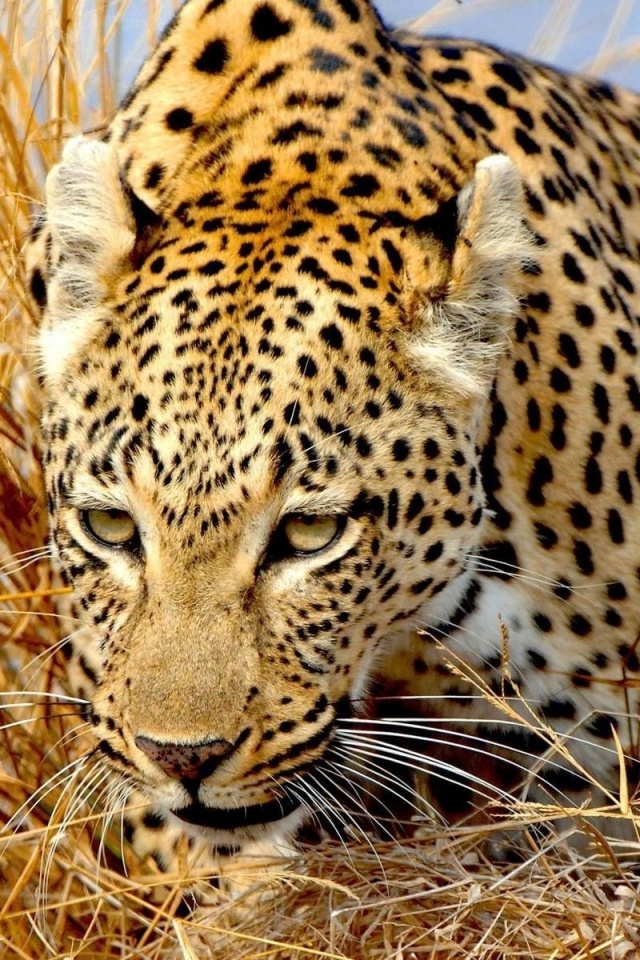 豹 伏擊 - HD Wallpaper 