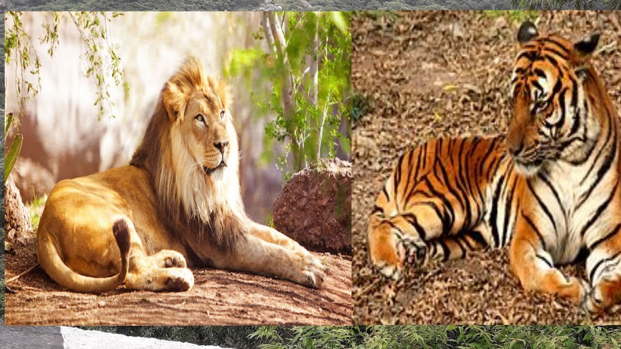 Bengal Tiger - HD Wallpaper 