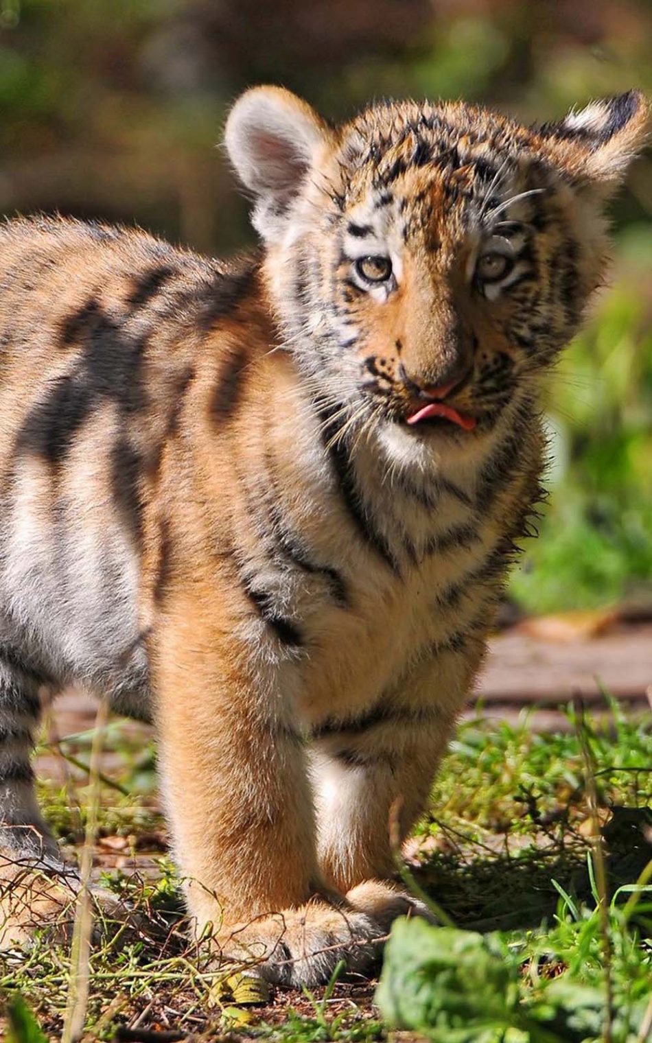 Tiger Cub Hd Mobile Wallpaper - Tiger Cub Images Hd Download - HD Wallpaper 
