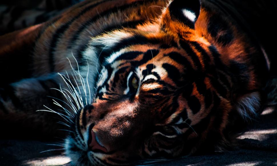 Animal, Zoo, Tiger, Predator, Lion, Carnivore, Big - HD Wallpaper 