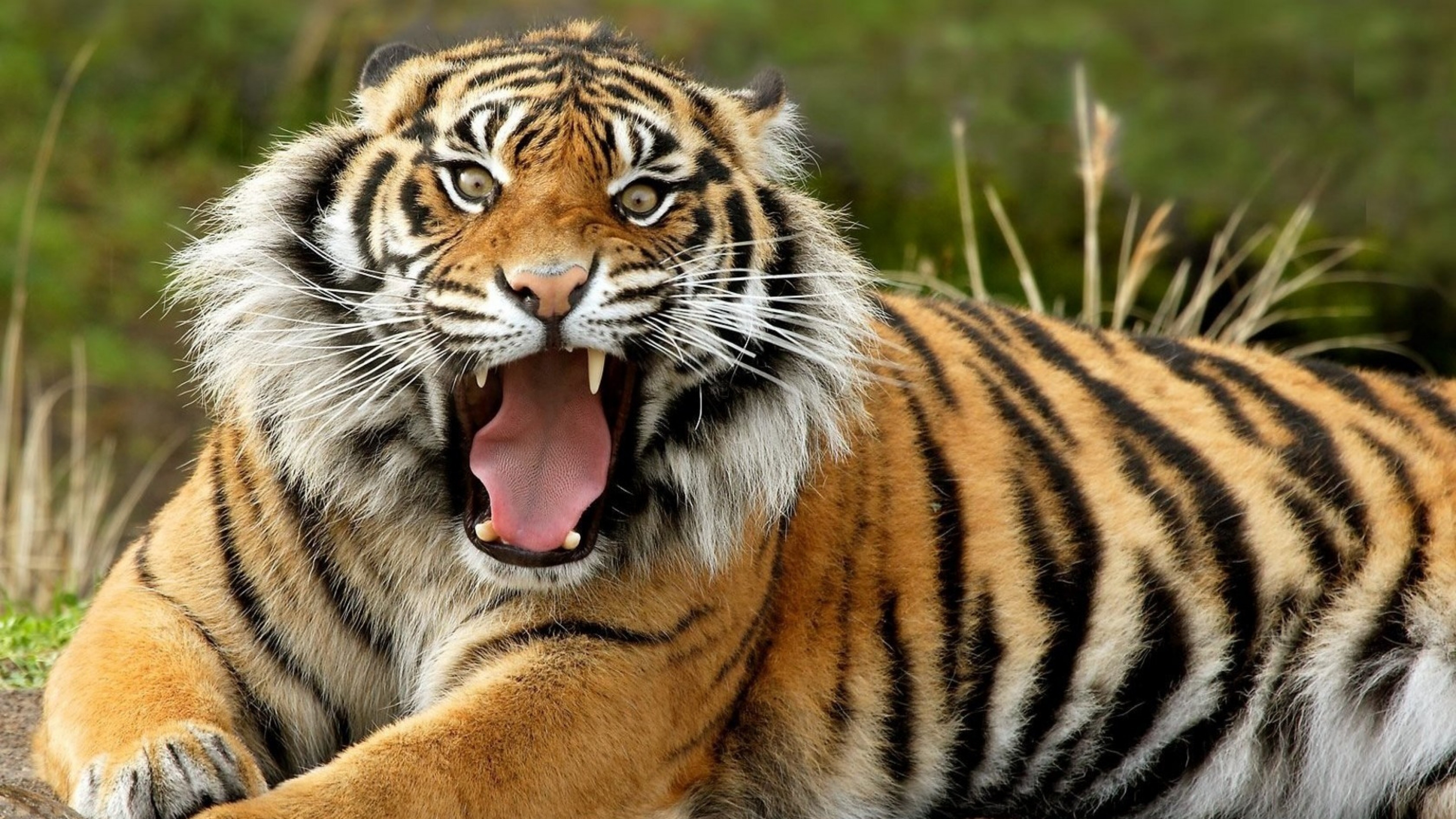 Download Wallpaper Tiger Face Teeth Anger 4k Ultra Point Defiance Zoo Aquarium 3840x2160 Wallpaper Teahub Io