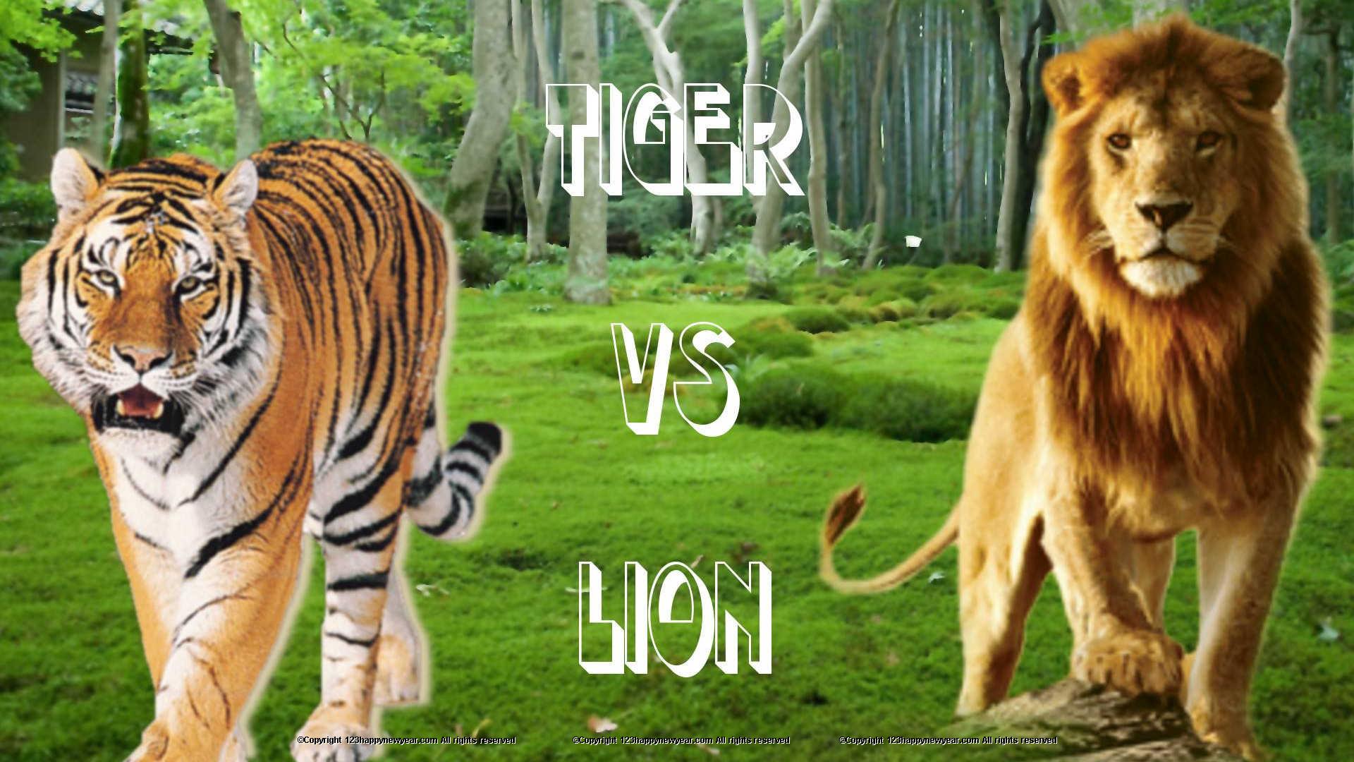 Siberian Tiger - HD Wallpaper 