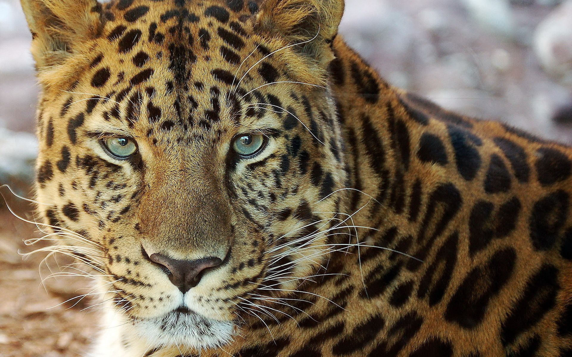 Leopard Has Green Eyes - HD Wallpaper 