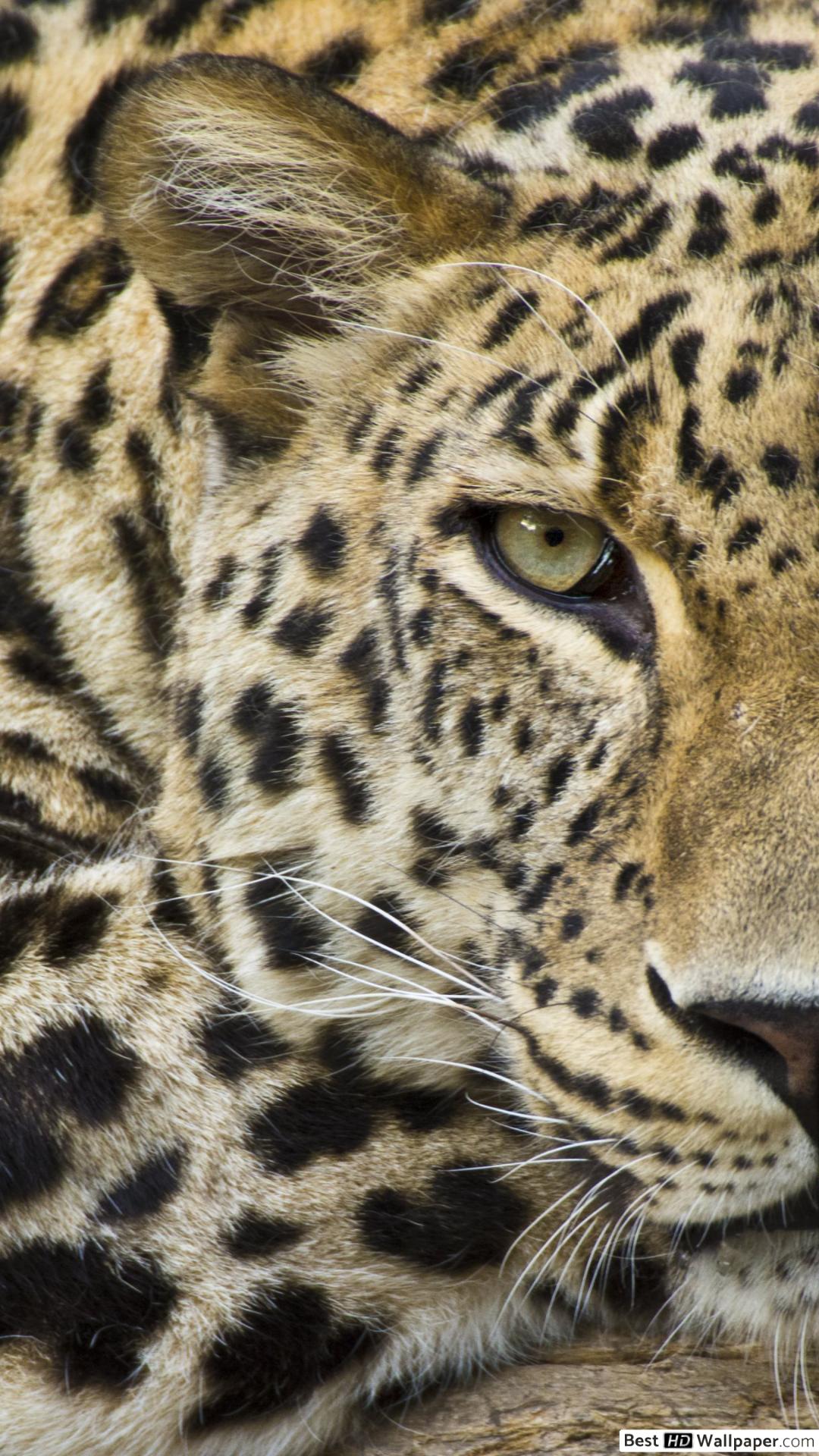 Leopard Hunting - HD Wallpaper 