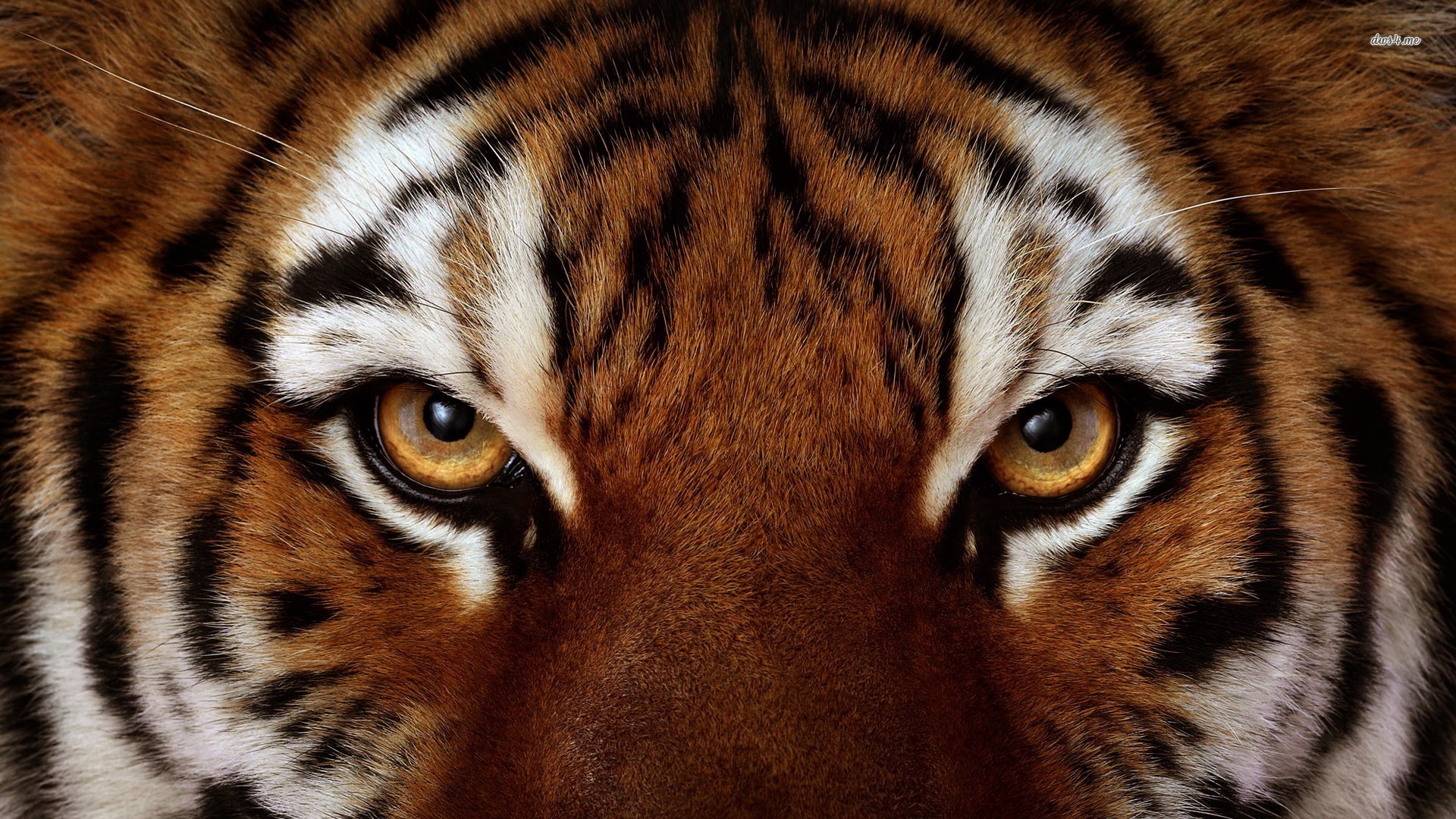 Animals Without Eyes Wallpaper 2014 Hd 
 Data Src Most - Eye Of The Tiger Facebook Cover - HD Wallpaper 