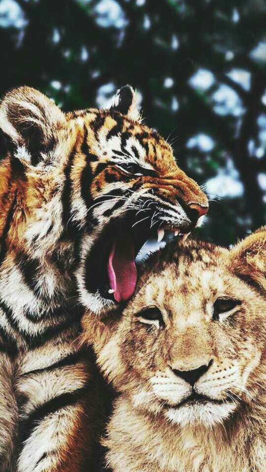 Animal, Tiger, And Lion Image - HD Wallpaper 