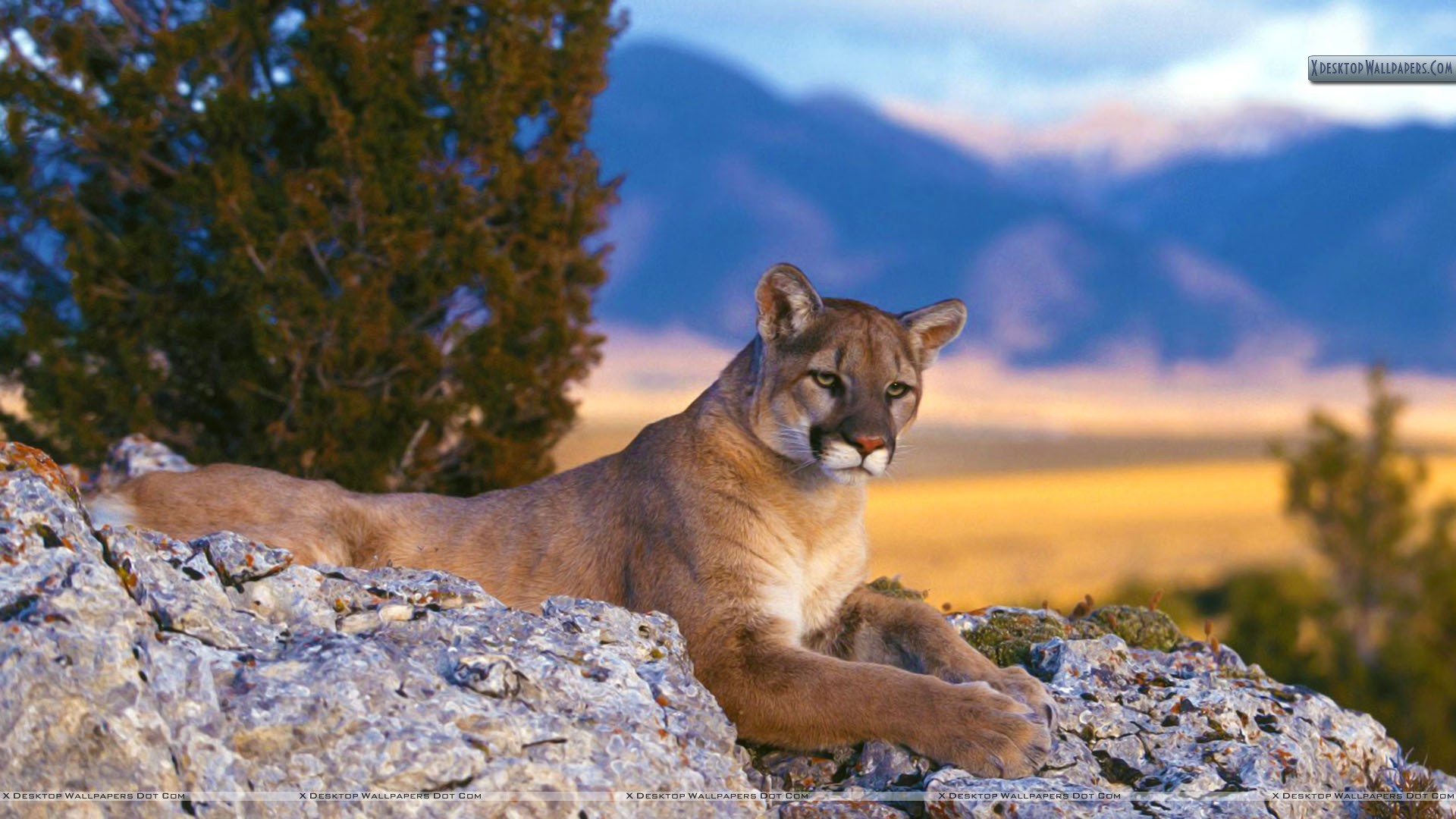 Mountain Lions In The Mountains - HD Wallpaper 