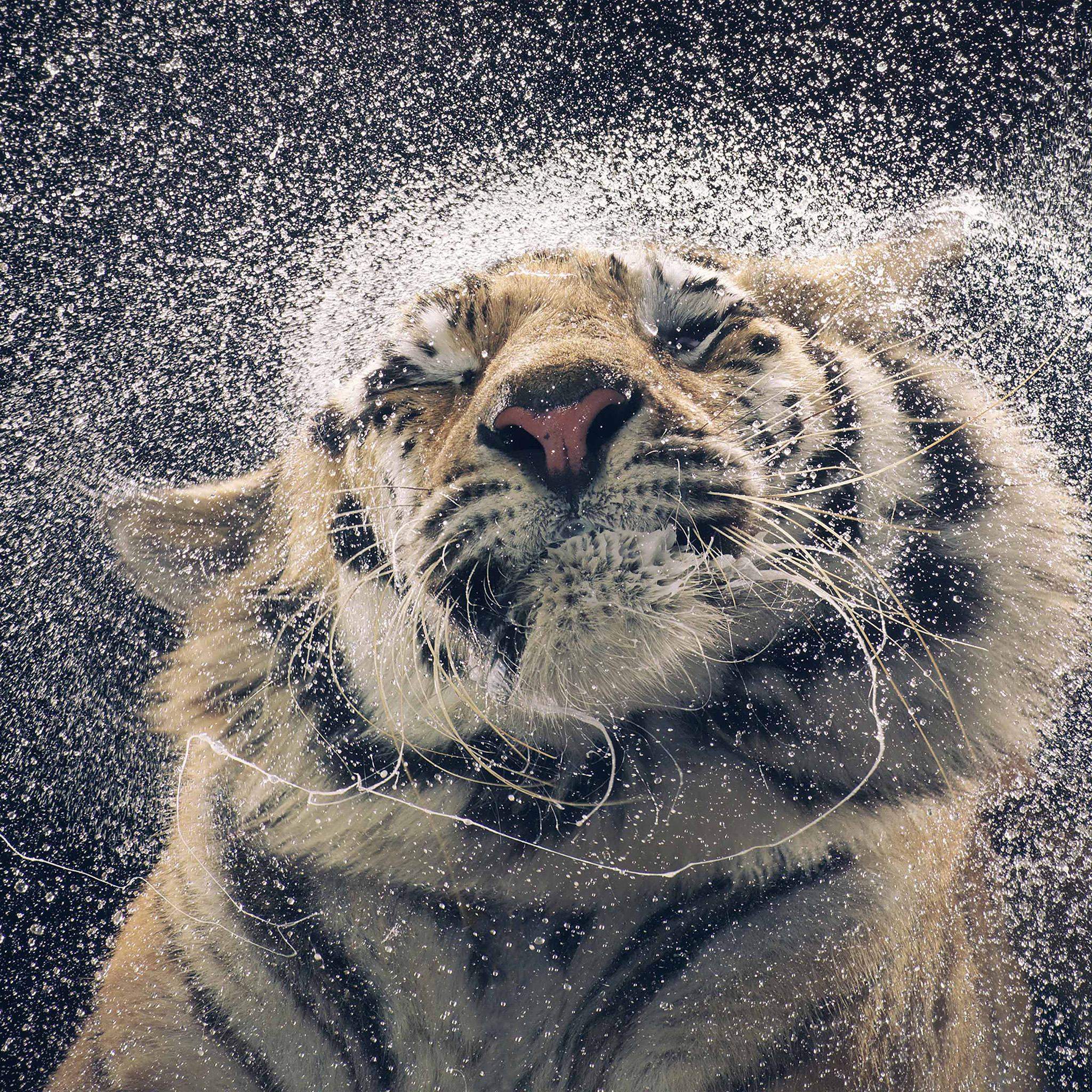 Animal Photographer Tim Flach - HD Wallpaper 