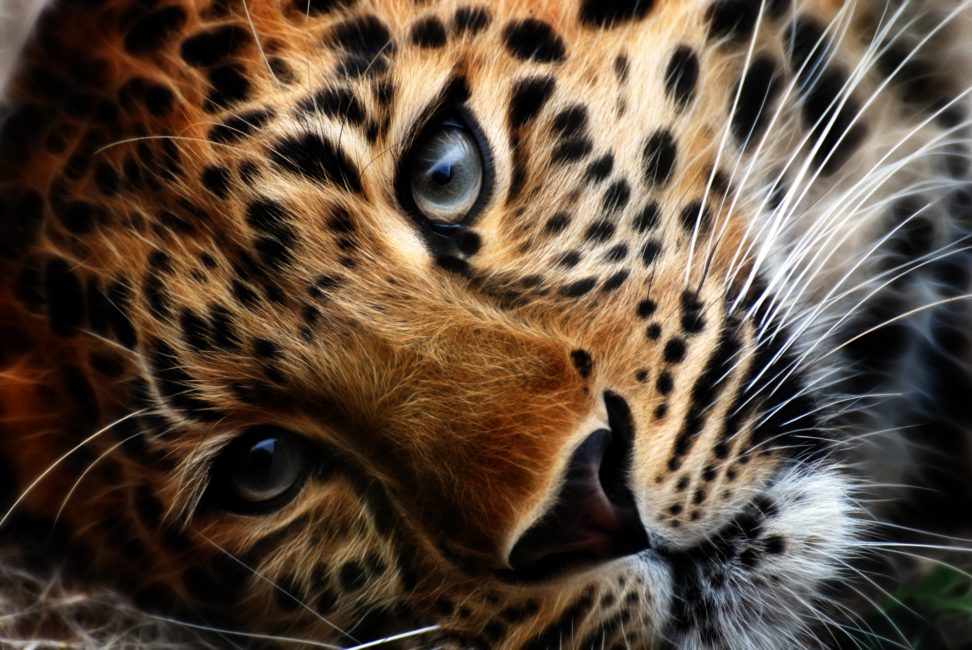 D Animated Tiger Wallpapers D Wallpaper Hd - Leopard Face Close Up - HD Wallpaper 