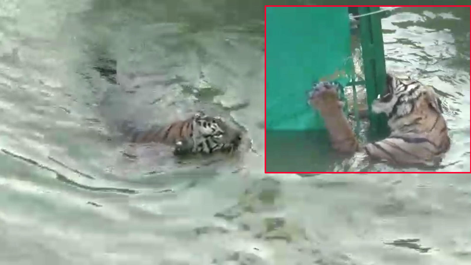 Tiger Stuck In River - HD Wallpaper 