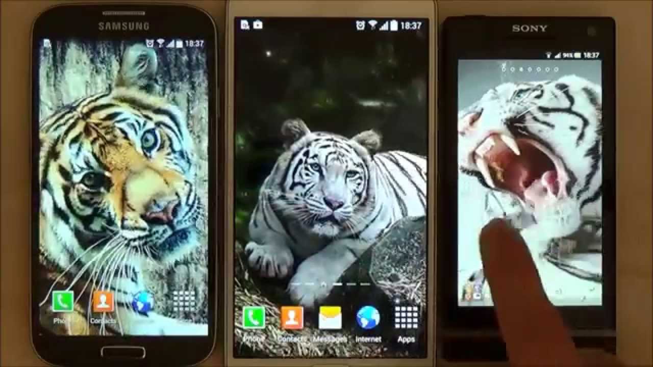 Siberian Tiger - HD Wallpaper 