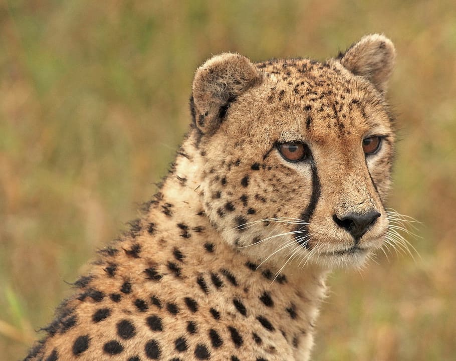 Brown And Black Cheetah, Cheetah Head, Wildlife, Carnivore, - 910x720