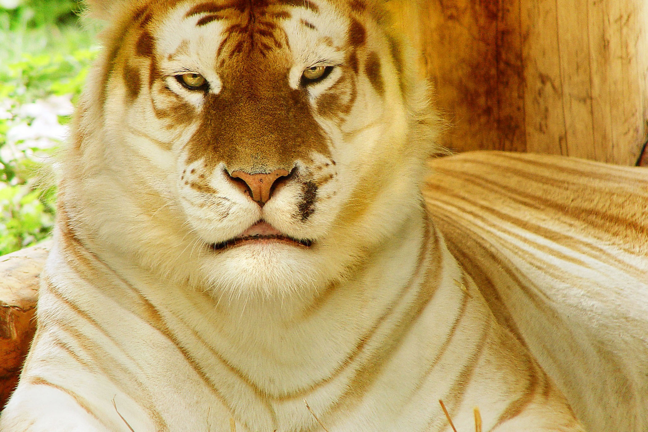 Golden Tiger Wallpaper Hd - HD Wallpaper 