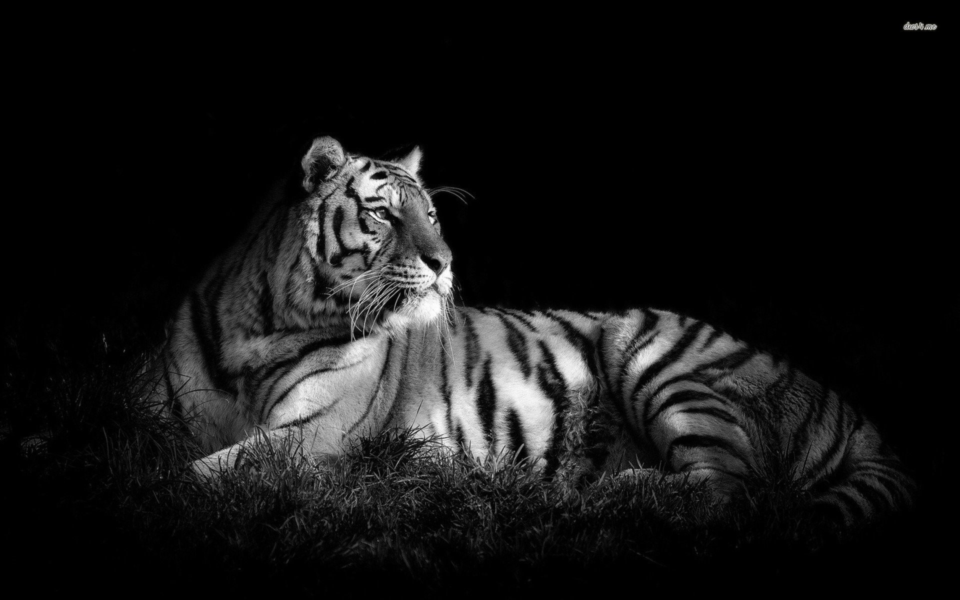 White Tiger Hd Wallpapers - White Tiger - HD Wallpaper 