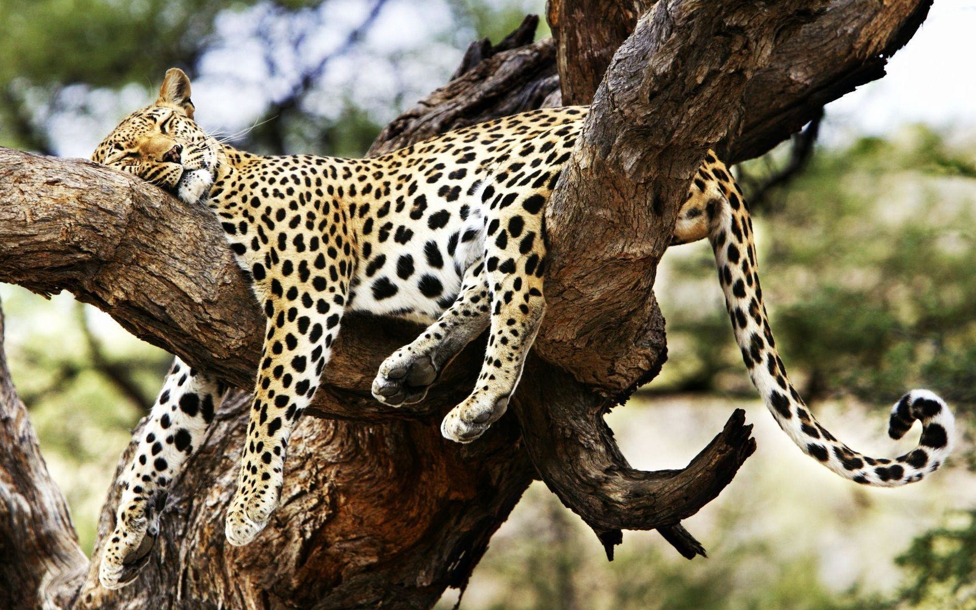 Cheetah Sleeping - HD Wallpaper 
