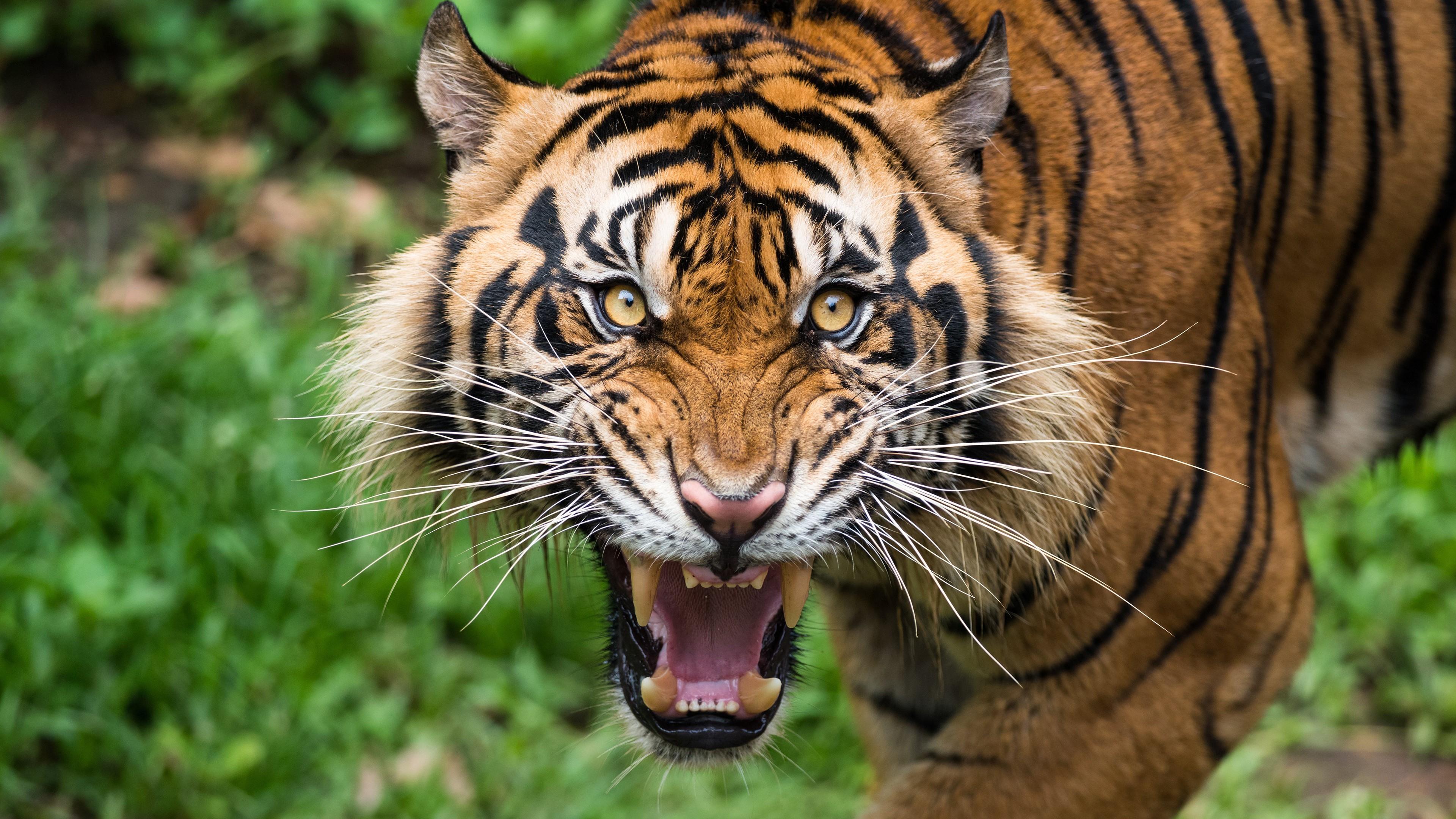 3840x2160, Roaring Tiger Wallpaper - Roaring Tiger - HD Wallpaper 