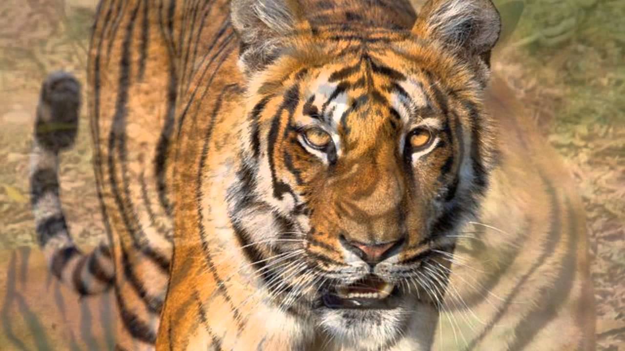 Beauty Of Tiger - HD Wallpaper 