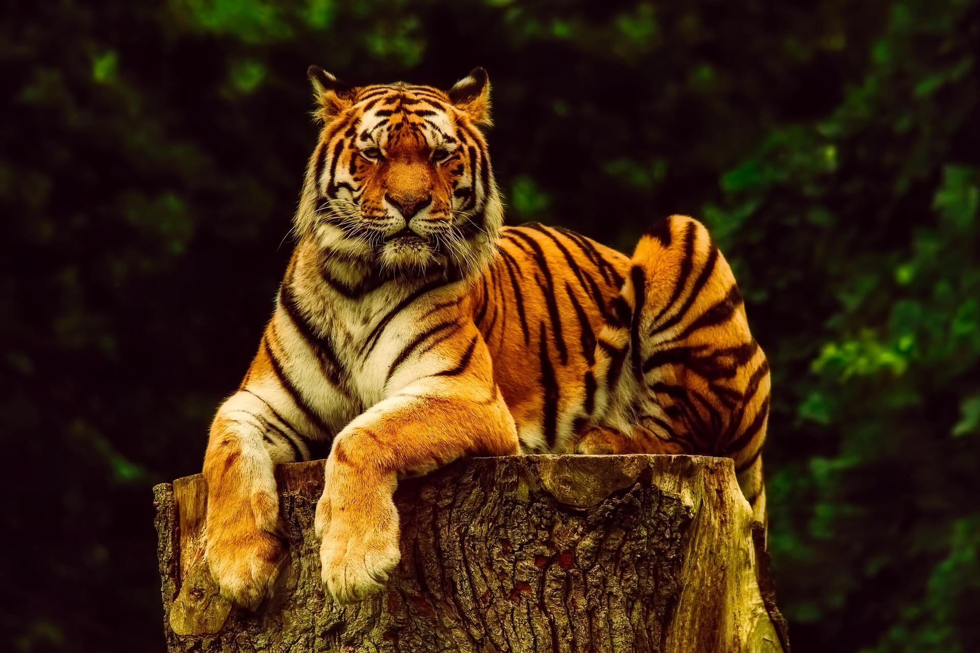 Stately Tiger - Tiger Animal - HD Wallpaper 