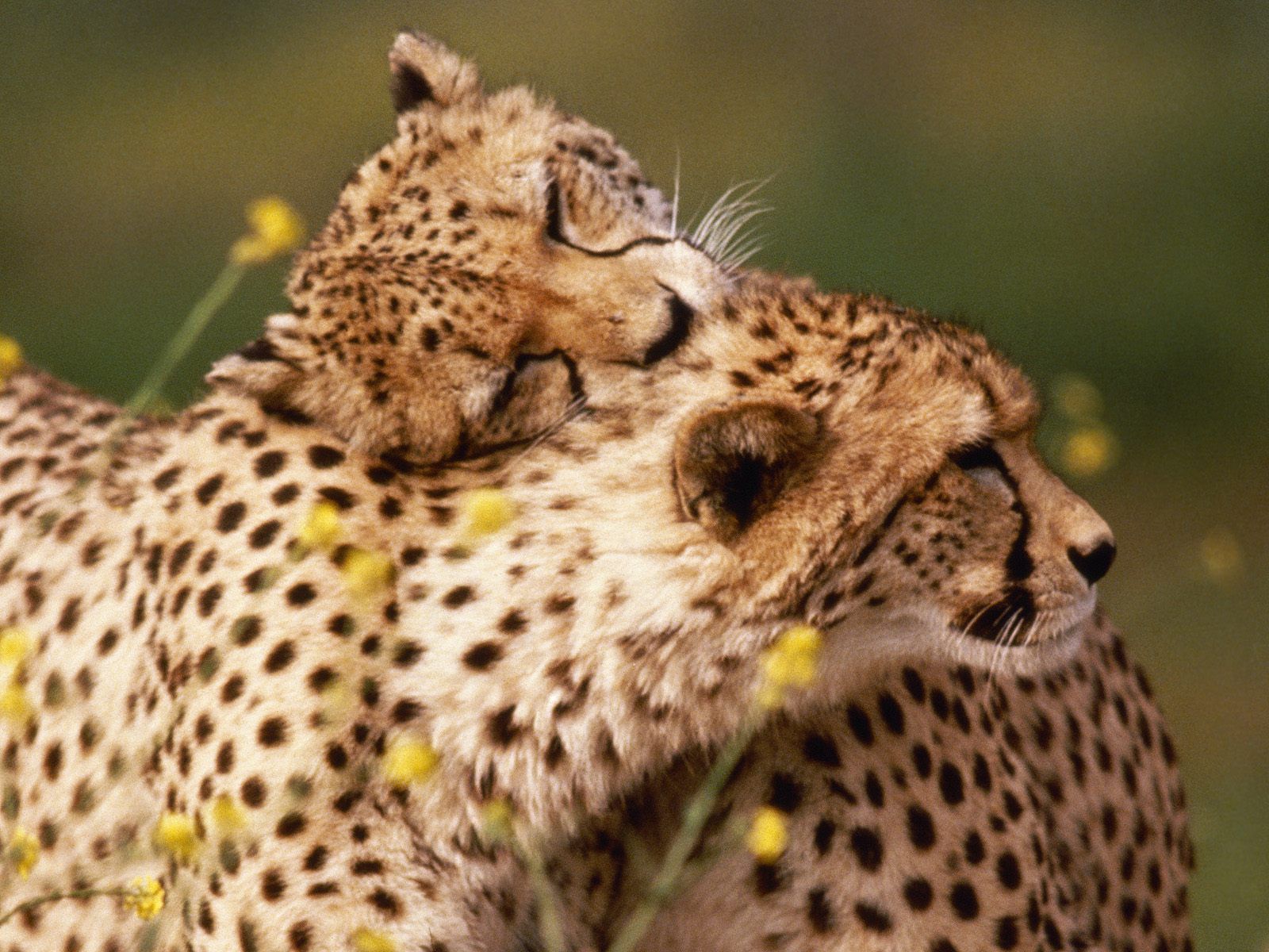Male And Female Cheetah - HD Wallpaper 
