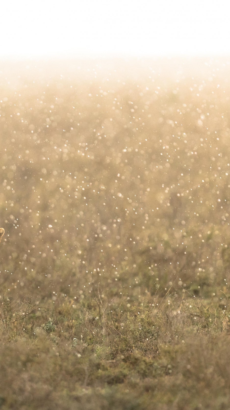 Grass - HD Wallpaper 