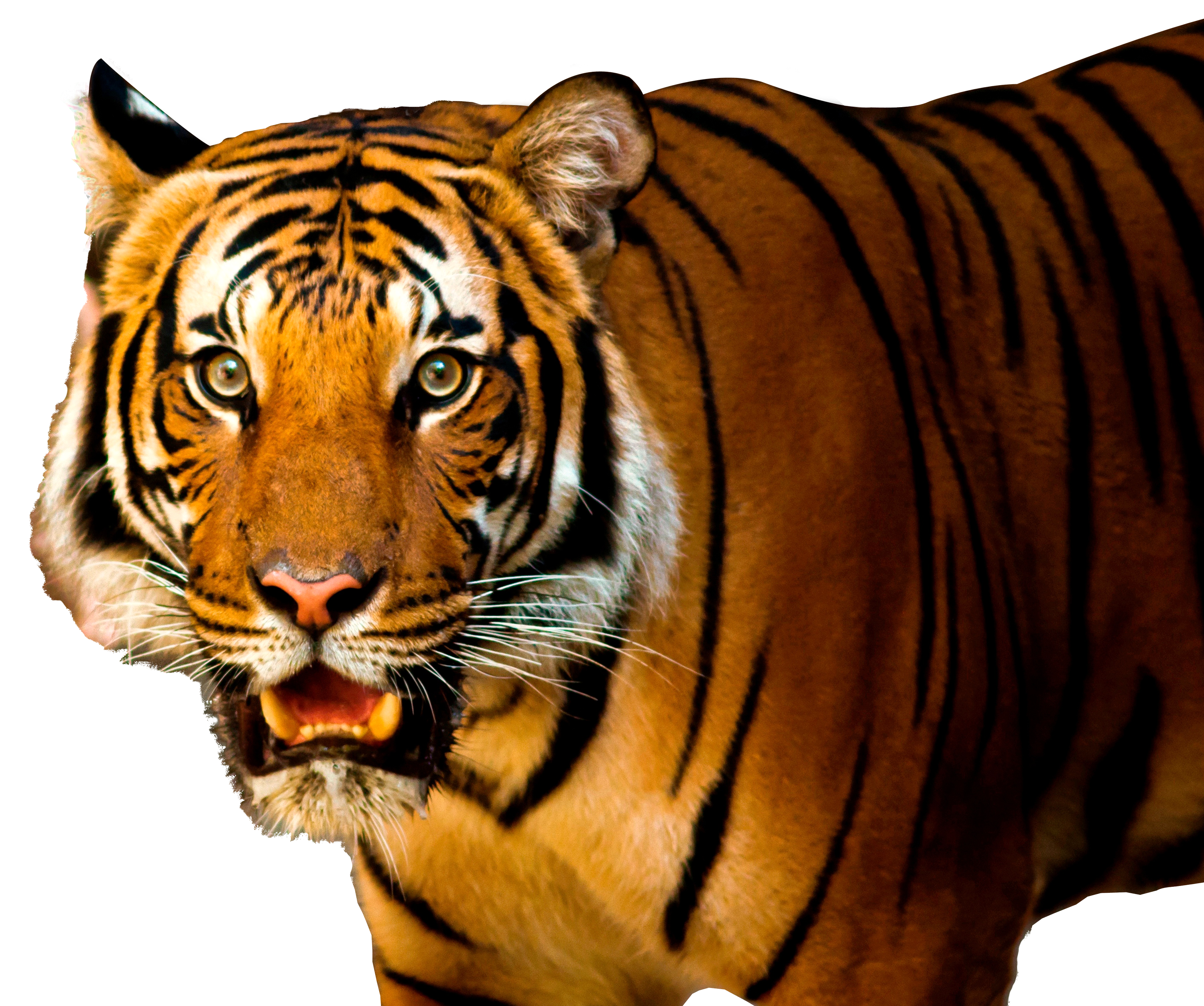 Tiger Png - Transparent Tiger Png Hd - HD Wallpaper 