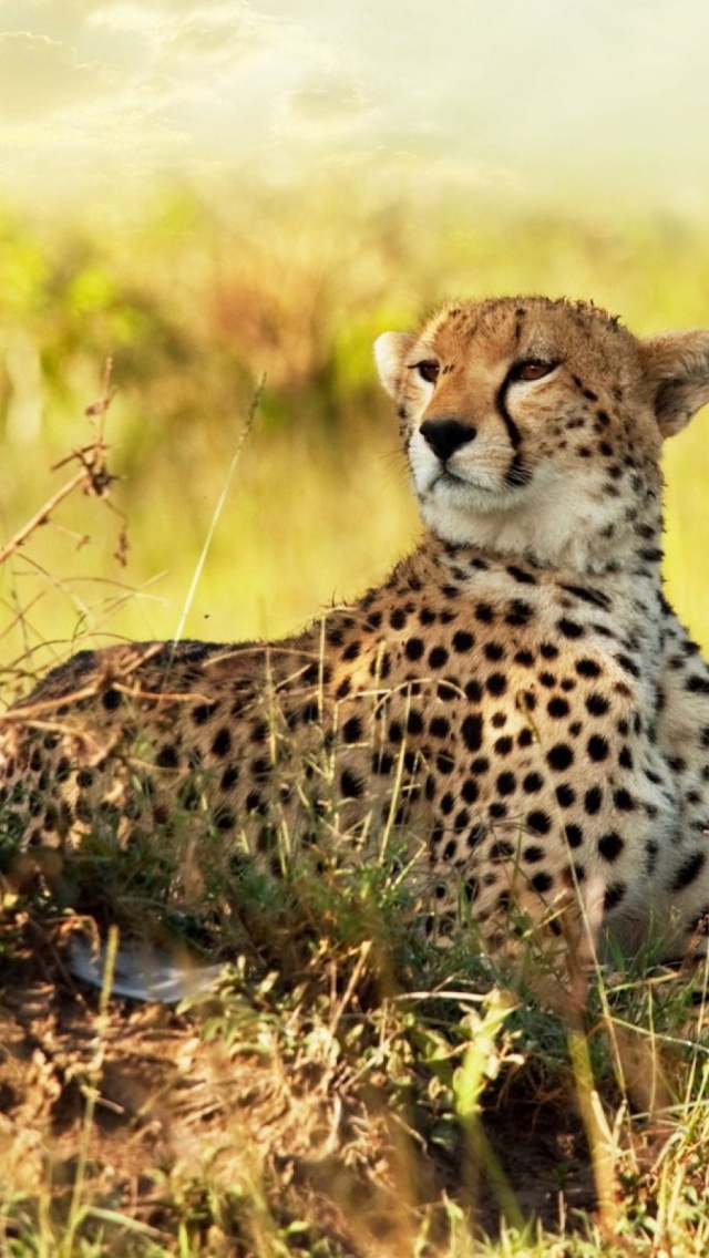 Cheetah Of The Savanna - HD Wallpaper 