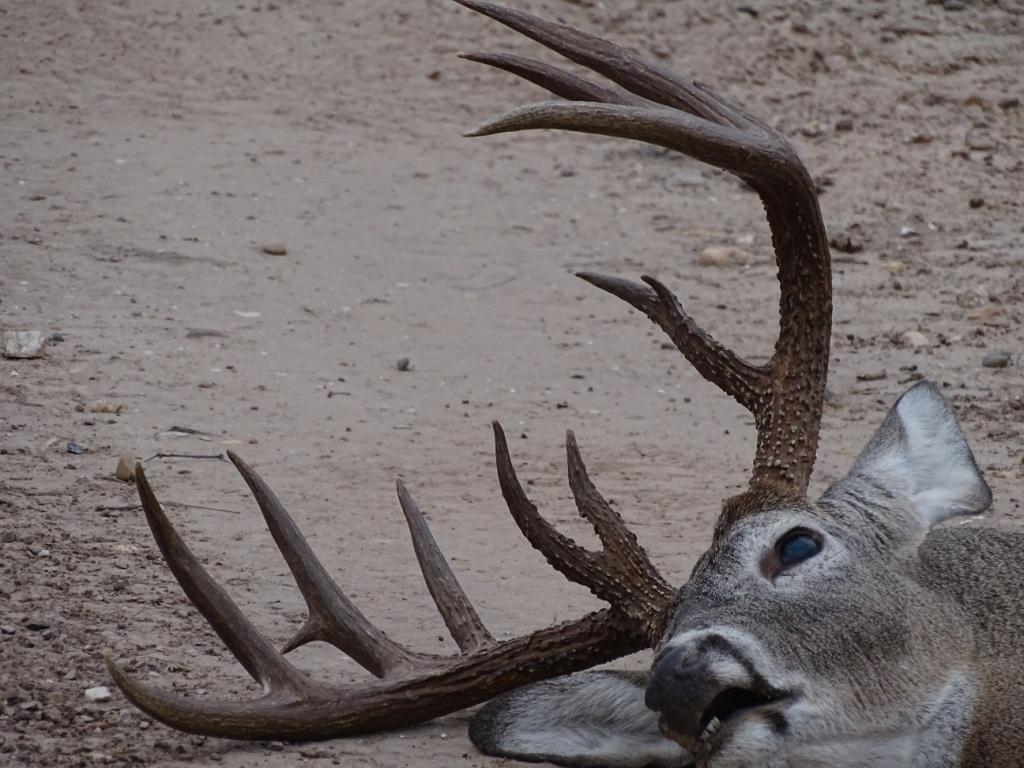 South Texas Deer Dead - HD Wallpaper 