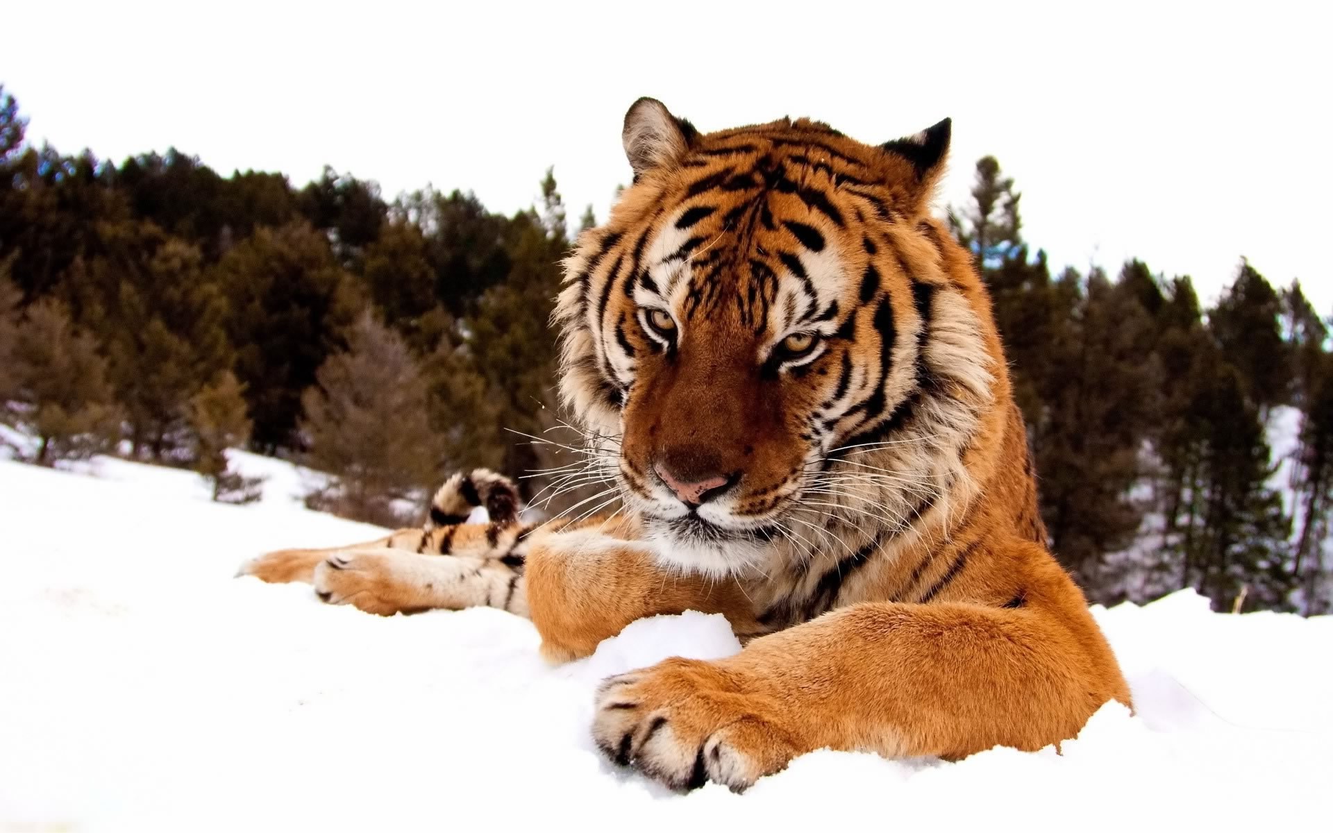 Data Src Full Size Snow Tiger Wallpaper For Android - Lion And Tiger Hd - HD Wallpaper 